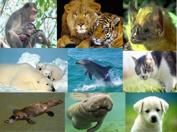 Παραδείγματα θηλαστικών ζώων
