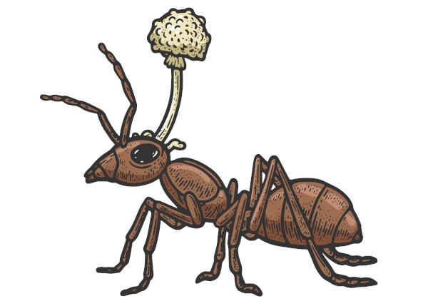 Cordyceps 곰팡이에 감염된 좀비 개미.