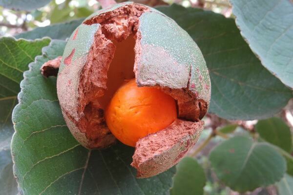 El fruto del pequi se puede utilizar en la cocina y en la fabricación de cosméticos.