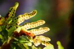 Spores: what are they, bacterial, fungi and plants