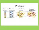 Proteiner: Funksjoner, typer og eksempler