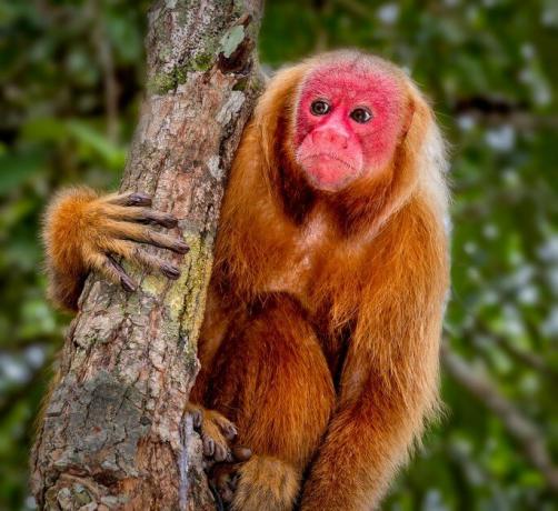 Ко су мајмуни: сазнајте више о неким врстама (са сликама)