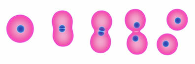 Obrázek demonstrující, jak k binárnímu dělení dochází u bakterií