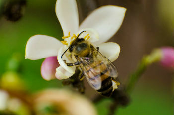 opraševanje čebel