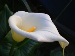 Cvet lilije Calla