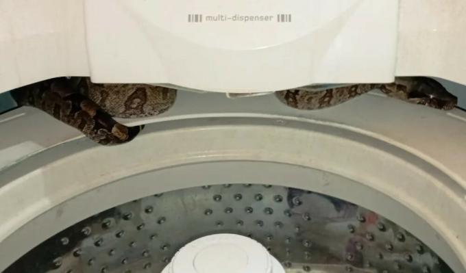 Boa with more than 1 meter is discovered inside a washing machine