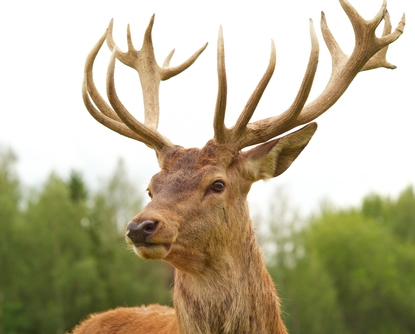 Horns are present in males of most deer species.