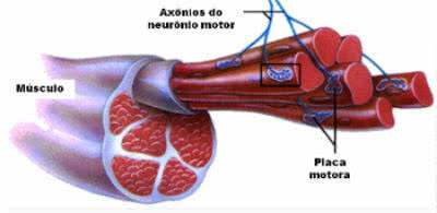 Detail of motor nerve axons in muscle fiber