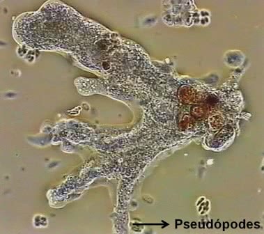 Amoeba, proiecțiile se referă la pseudopode