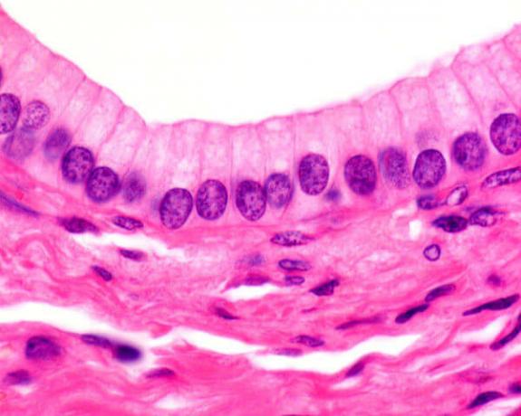 The epithelial tissue stands out for the presence of closely united cells.