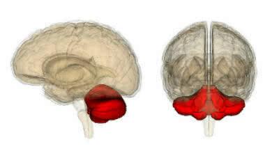 小脳の組織切片とそのくぼみ。 それは白い物質であるピンクの内層を持っています。 より外側には灰白質があります。