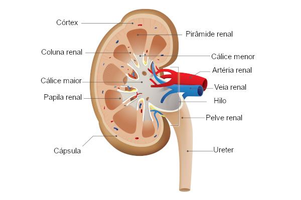 Look closely at the parts of the kidney.