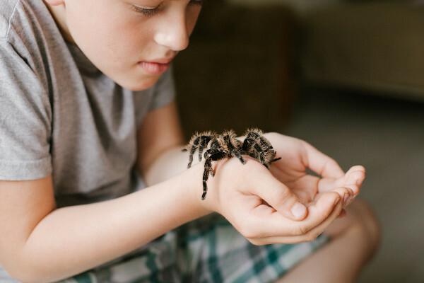 Krabju zirneklis: īpašības un briesmas