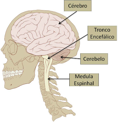 केंद्रीय तंत्रिका तंत्र: सारांश, शरीर रचना और अंग