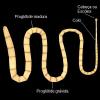 Opće karakteristike ravnih crva