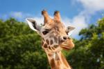 Žirafa: značilnosti, razmnoževanje, zanimivosti