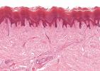 Хистологија: шта је то, сажетак људске хистологије и типова ткива