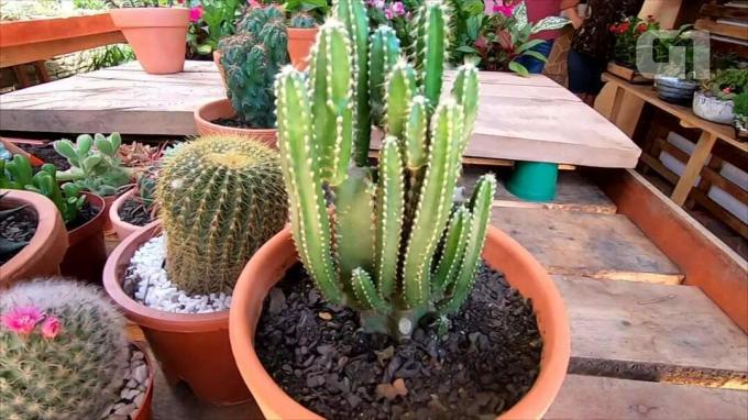 Hur man tar hand om kaktusar