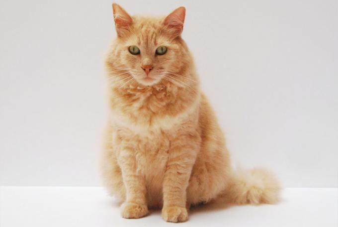 Keingintahuan: ketahui mana 4 ras kucing terkecil