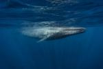 Veľryby: veľkosť, hmotnosť, rozmnožovanie a kuriozity