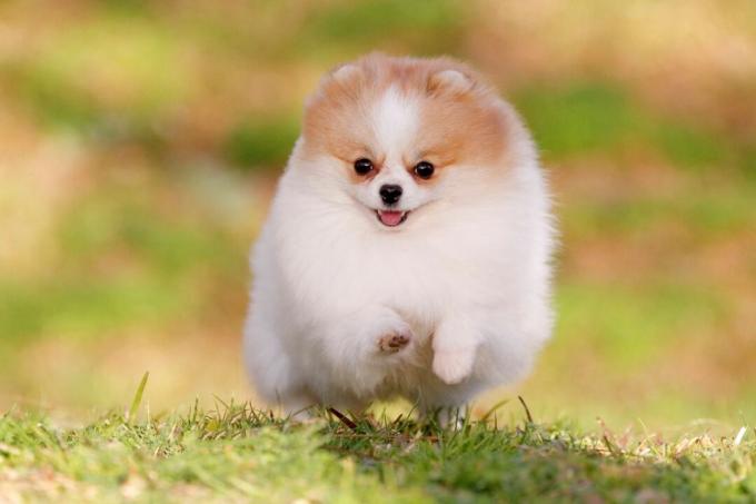 छोटा और मनमोहक; कुत्तों की कुछ नस्लें दुनिया में सबसे छोटी नस्लों में से हैं