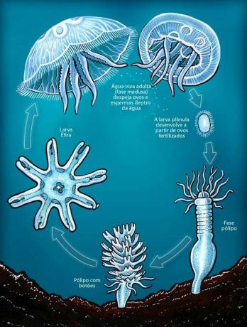 reproduccion de medusas