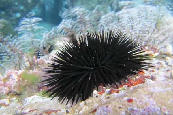 Sea urchins have spines that help protect and move around.
