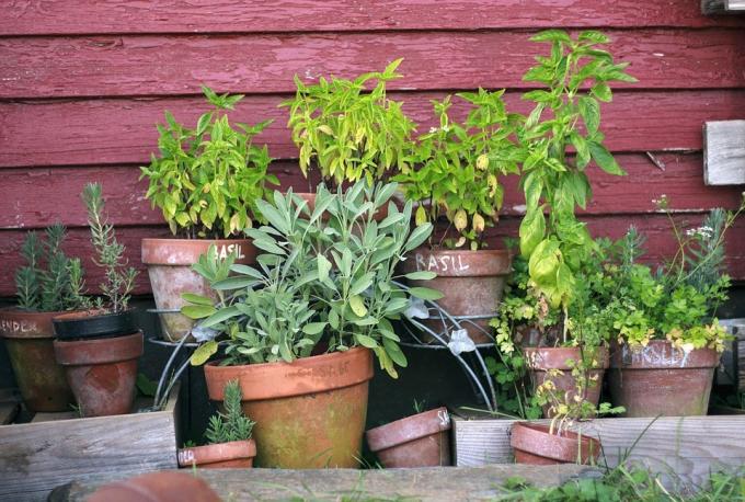 Herbs and aromatic plants