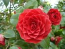 Arti Camellia (Apa itu, Konsep dan Definisi)