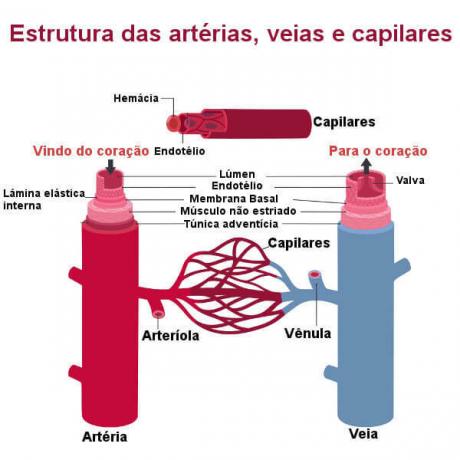 Krvne žile: kakšne so, vrste, delovanje, zgradba