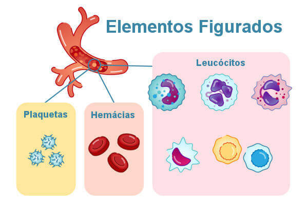 Die abgebildeten Elemente sind rote Blutkörperchen, Leukozyten und Blutplättchen.