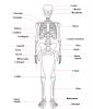 Skeletni sistem: kosti in sklepi