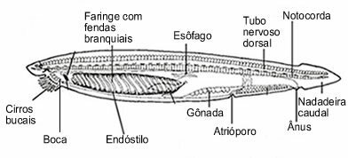 Cephalochordates can be found in different parts of the world, including Brazil