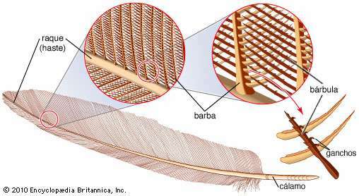 Characteristics and composition of bird feathers