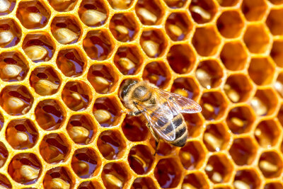 Bees are of great economic importance, as they produce several products that are used by man