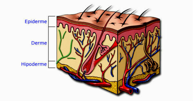 location of the hypodermis