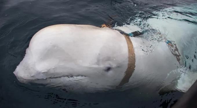 "Spy velryba"? Norské úřady naléhají na ochranu zvířat