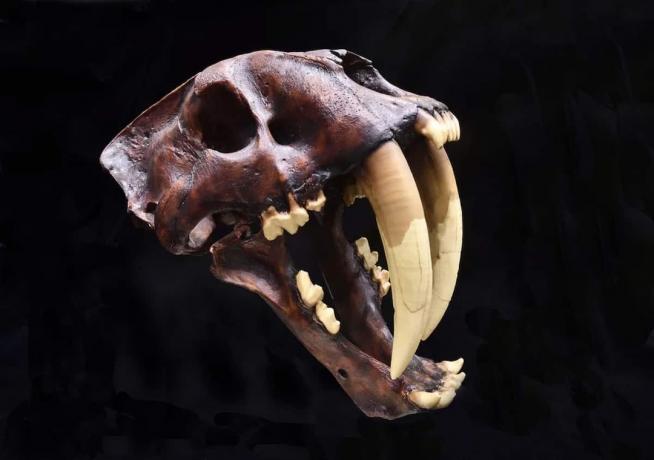 Sabertooth fosilleri hayvanların evriminin sırlarını açığa çıkarıyor