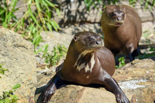 Die Riesenotter sind Tiere, die semi-aquatische Gewohnheiten haben.