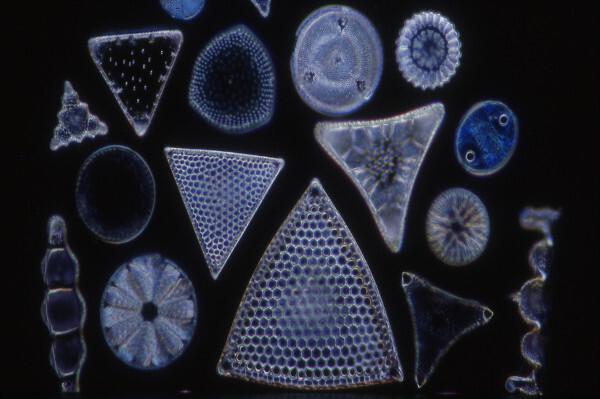 The walls of diatoms consist of two valves and are known as frustulas.