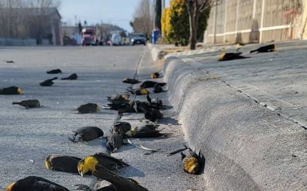 Сотни птиц падают с неба в Мексике