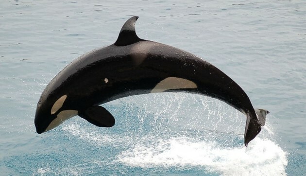 ženská veľryba orca