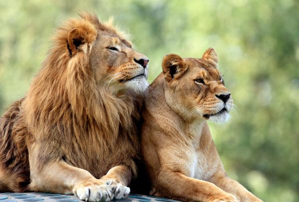 Lion: characteristics, food, threats