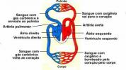 Кровоносна система: резюме, анатомія та людина