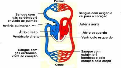 Circulatory system: summary, anatomy and human