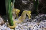 Seahorse. Curiosities about the seahorse