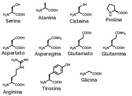 Structuurformules van niet-essentiële aminozuren