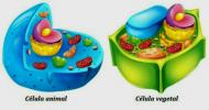 Различия между животными и растительными клетками