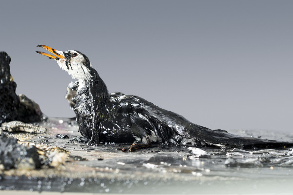 Oil spill pollution