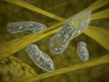 Protozoa are part of the Protoctist kingdom